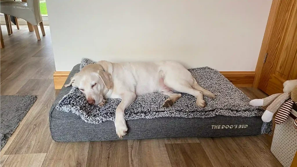 do orthopedic dog beds help
