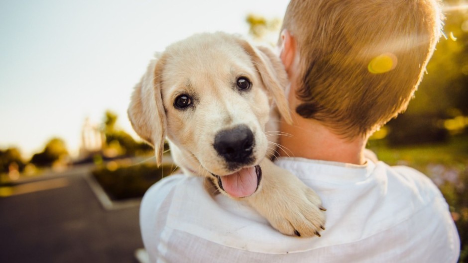 how to make a depressed dog happy