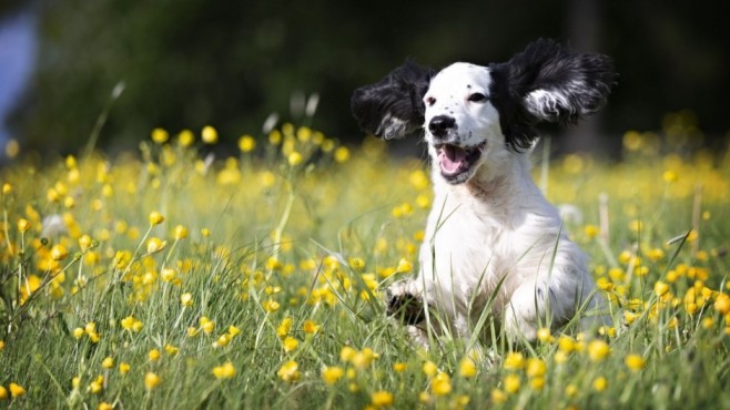 how to make your dog's crate a happy place