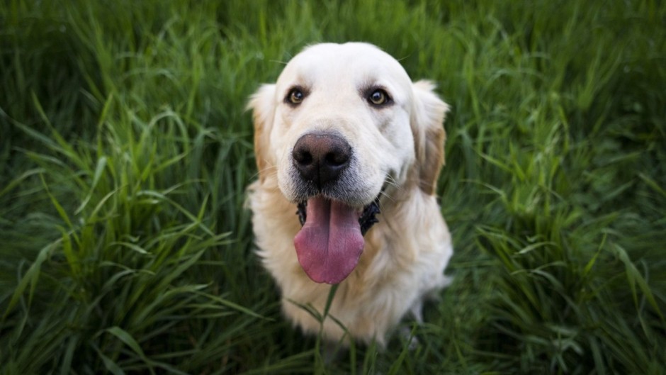 how to make a dog feel happy