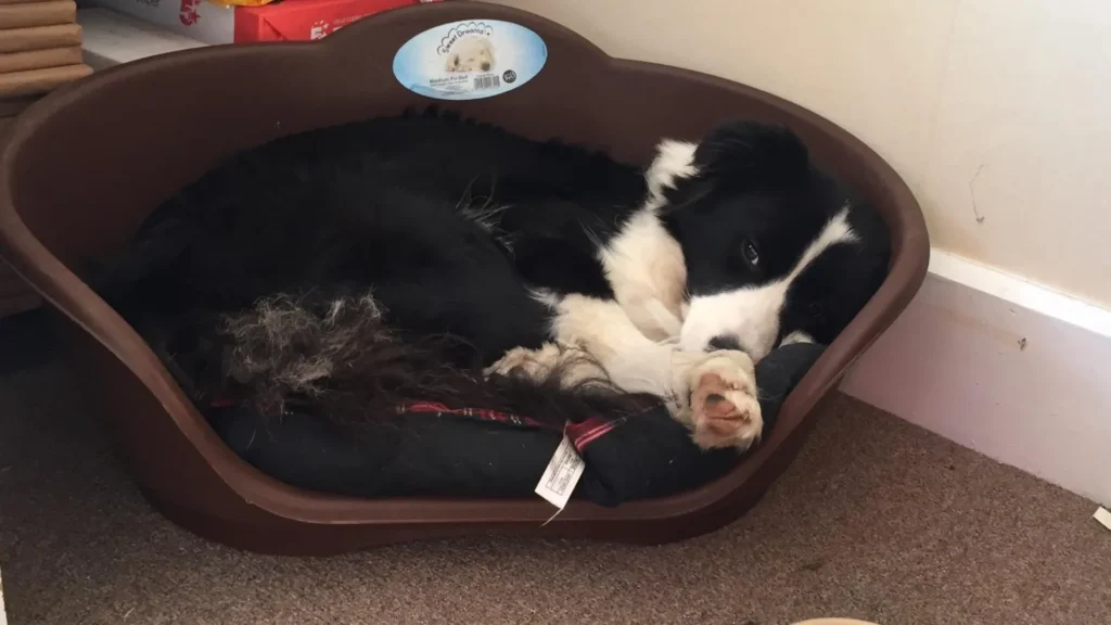 how to save chewed ends plastic dog bed