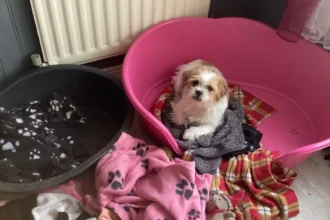 do plastic dog beds get sweaty