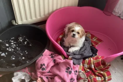 do plastic dog beds get sweaty