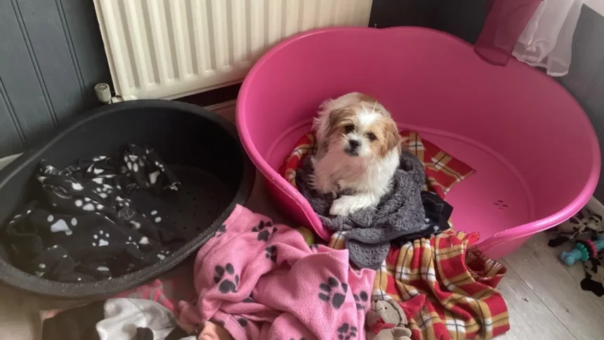 do plastic dog beds get sweaty