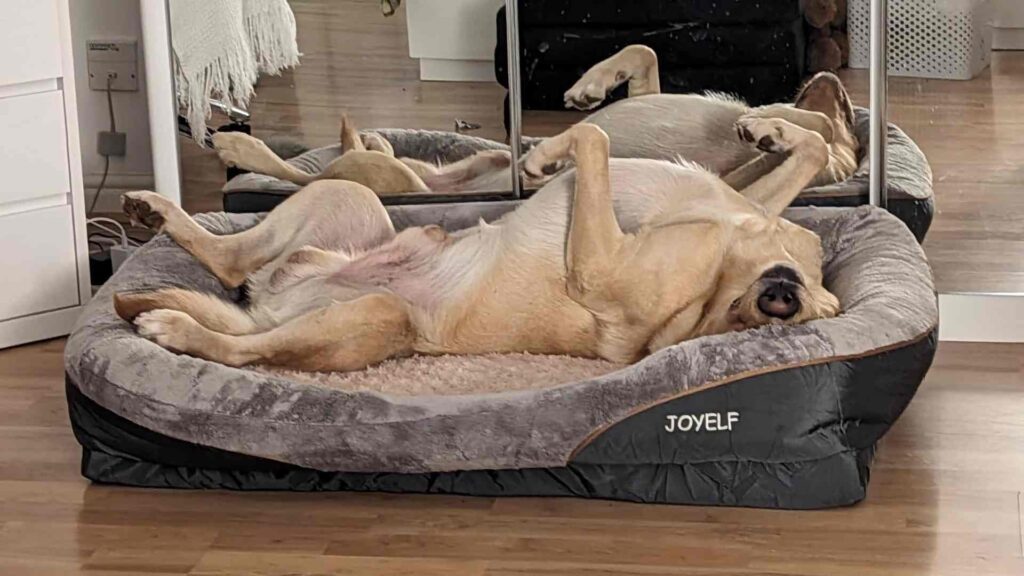 do dogs need orthopedic beds