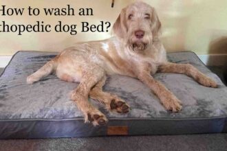 how do you clean orthopedic dog beds