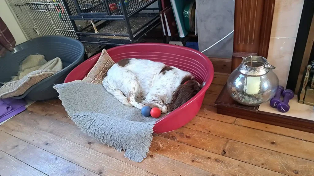 
what can you use a plastic dog bed for
