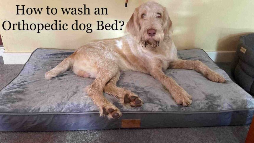 how do you clean orthopedic dog beds