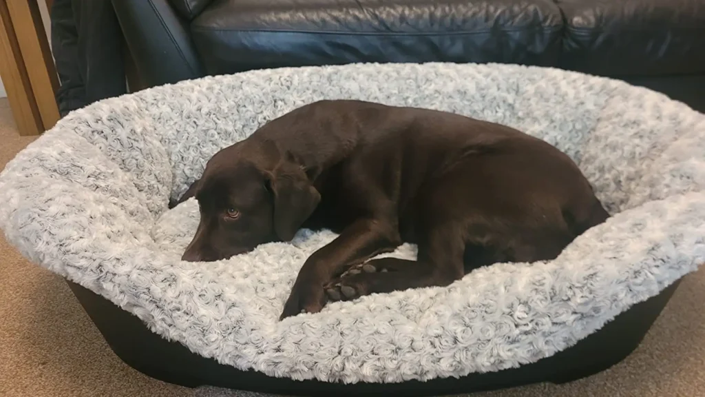 what size plastic dog bed for labrador