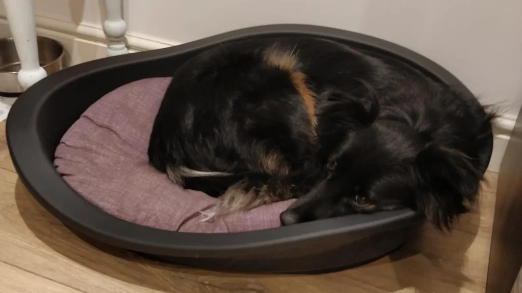 
what can you use a plastic dog bed for
