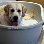 what size plastic dog bed for labrador