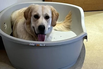 what size plastic dog bed for labrador