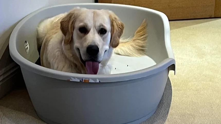 what size plastic dog bed for labrador