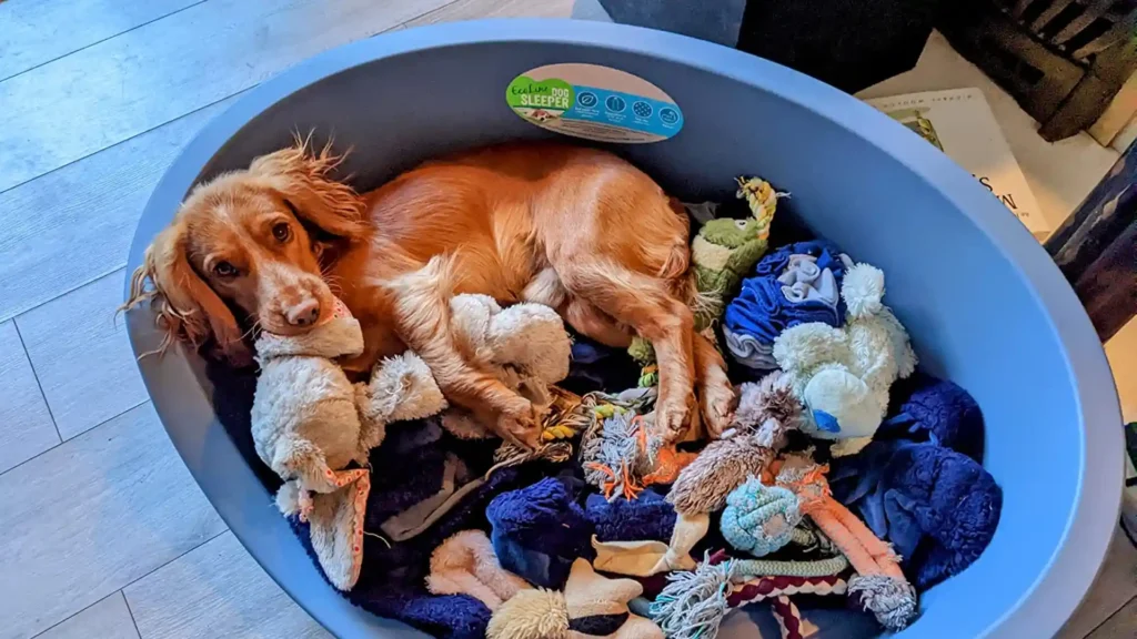 do dogs like plastic beds