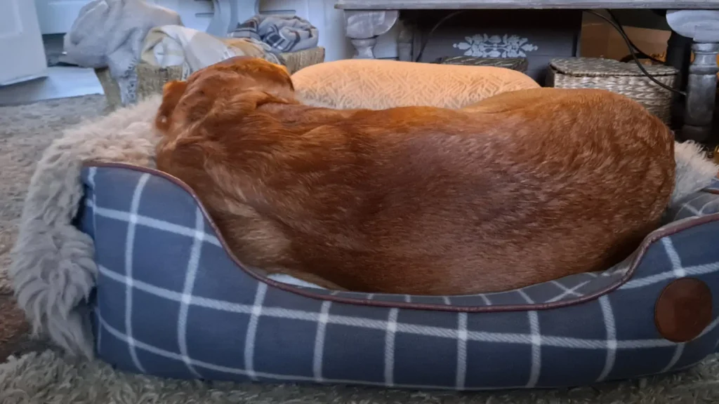 petface dog bed covers