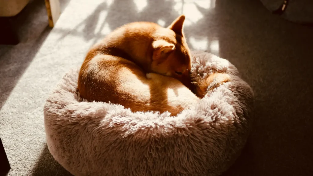 dog sleeping on bed