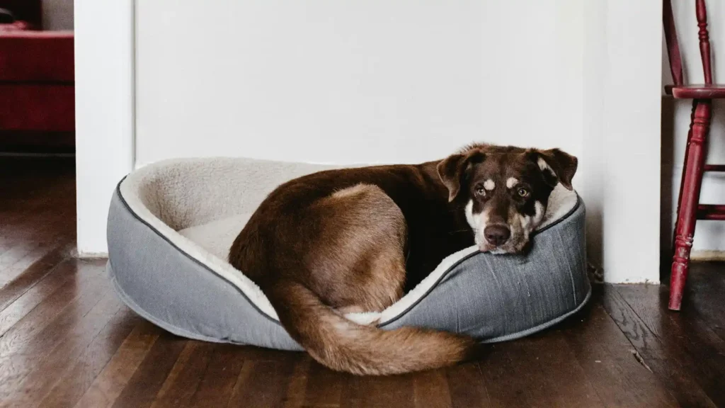 how big should dog bed be