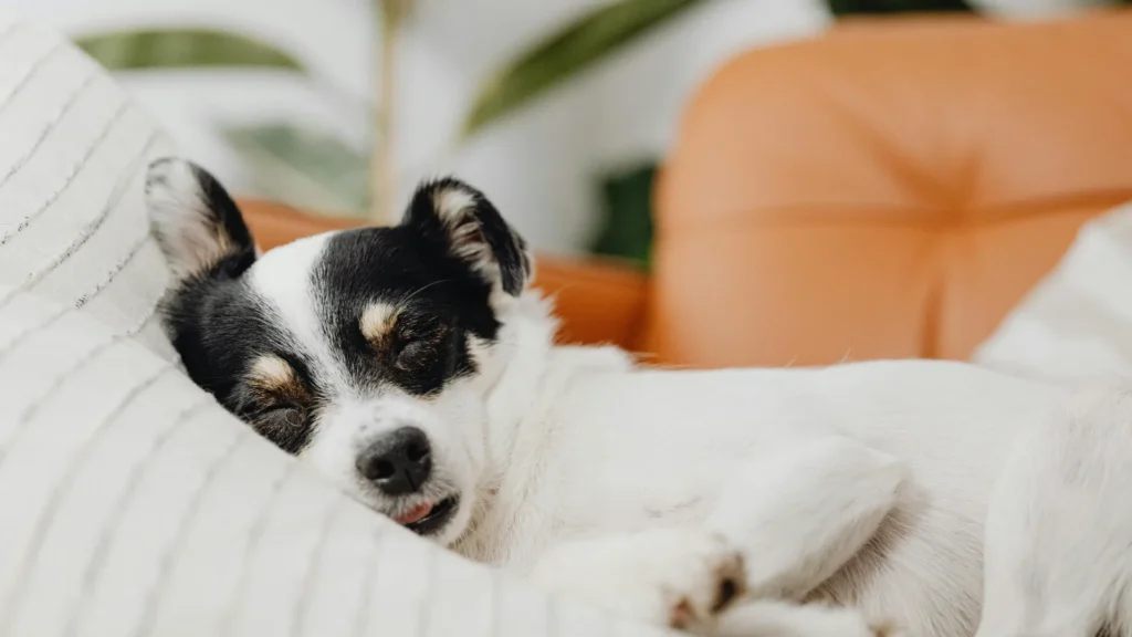 until what age should a dog sleep in a crate
