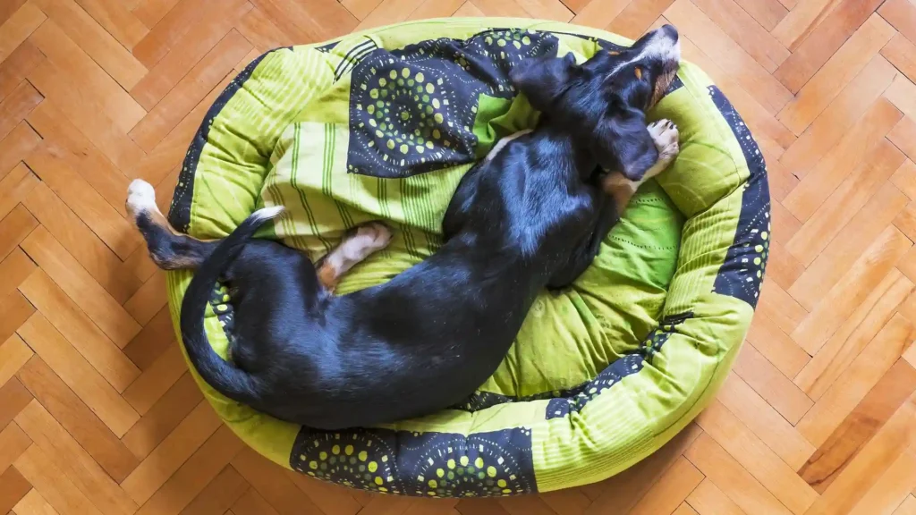 dog bed size for german shepherd