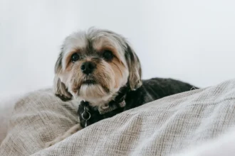 how to wash foam dog bed