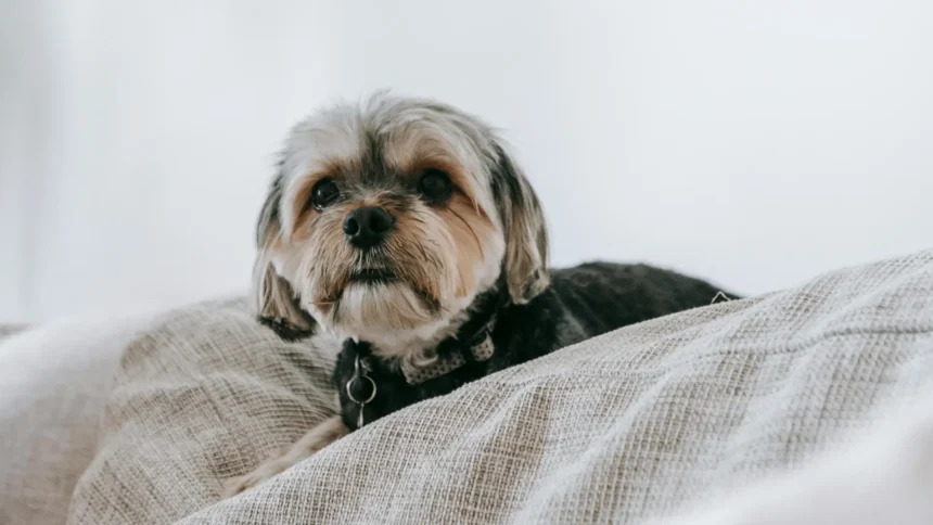 how to wash foam dog bed