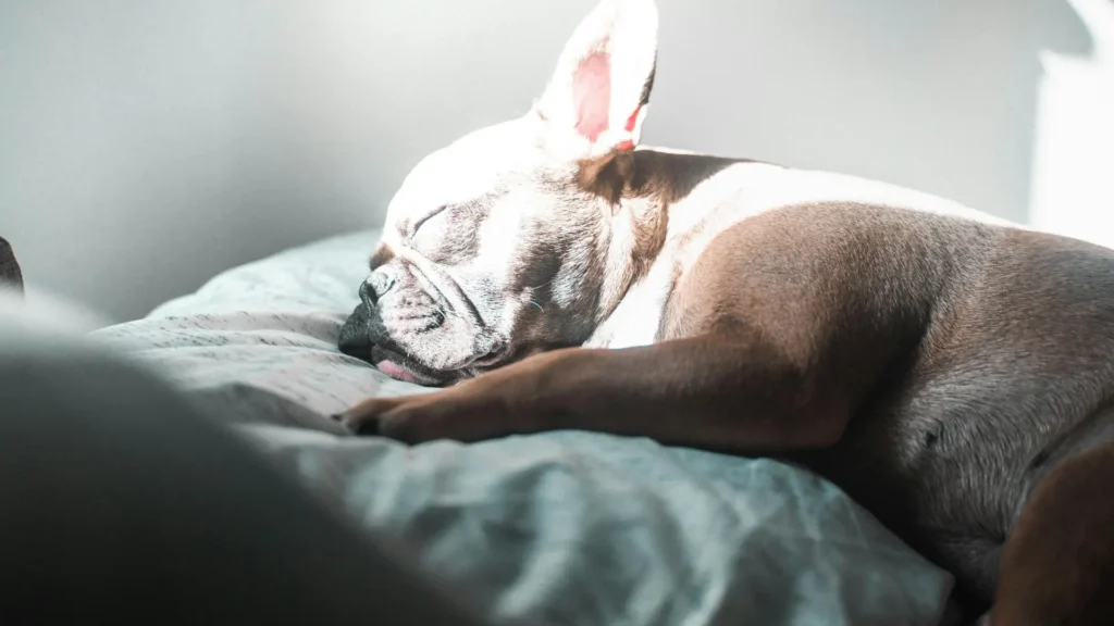 until what age should a dog sleep in a crate
